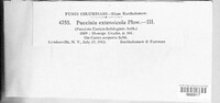 Puccinia extensicola image